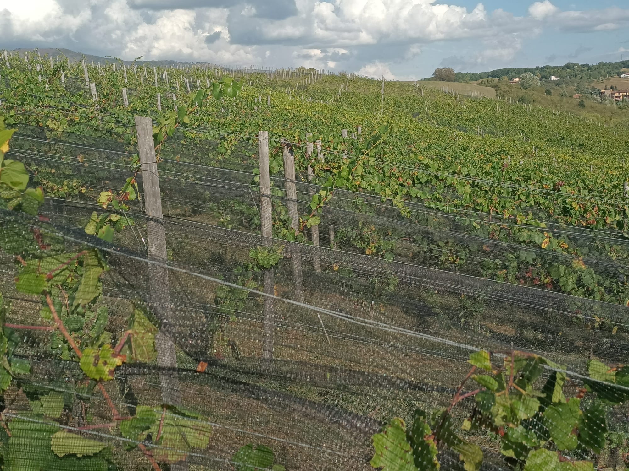 Vigneto sulle colline aquilane con reti protettive e cielo nuvoloso